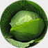 キャベツ