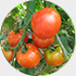 トマト